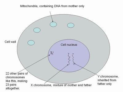 Cell showing nucleus and mitochondria
