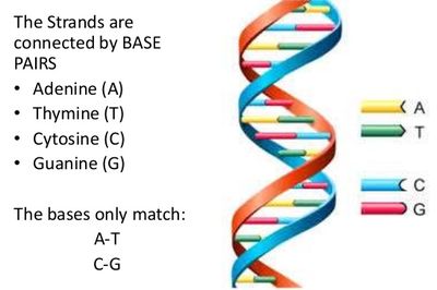 DNA strand