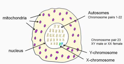 Cell with nucleus and mitochondria